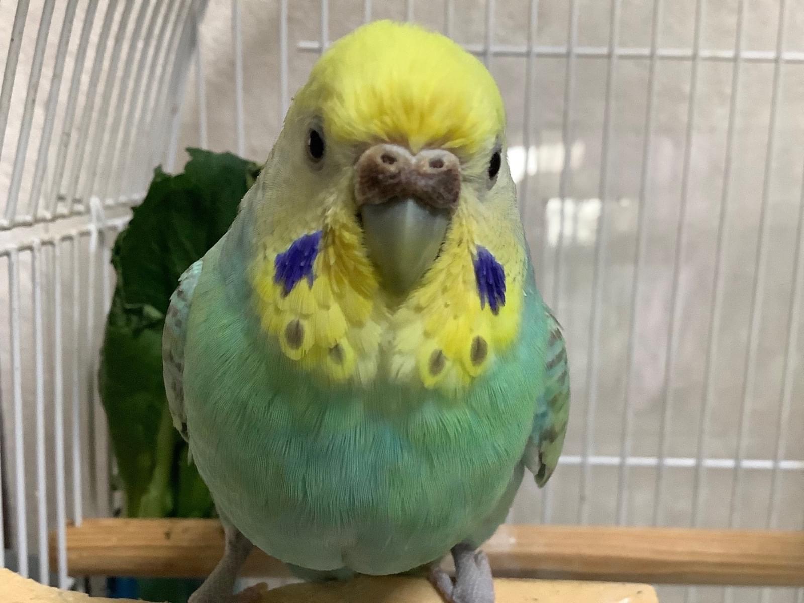 ぴーちゃん ぴーちゃん