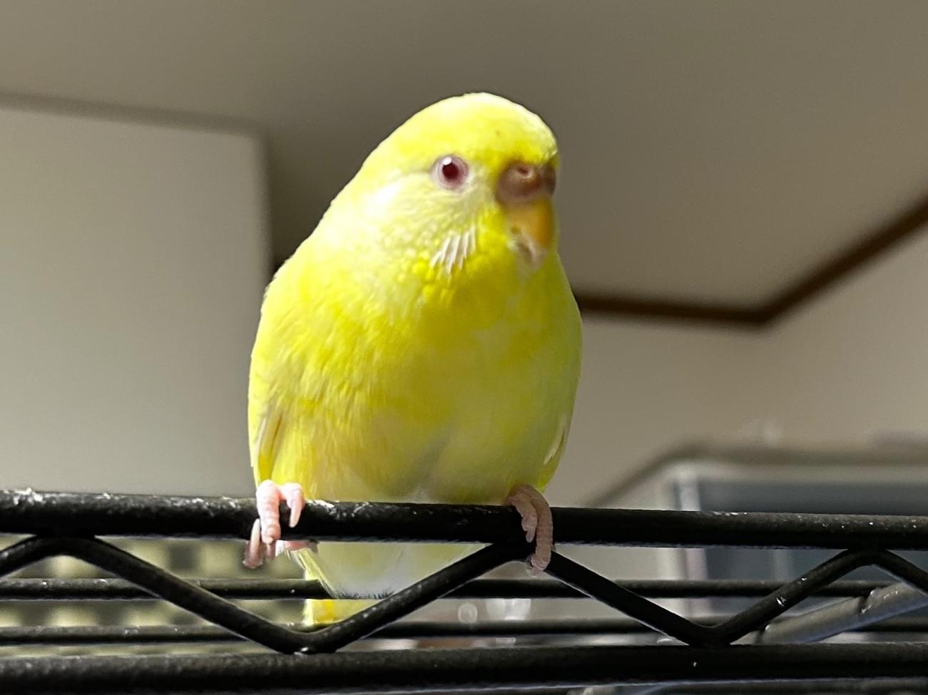 きびちゃん きびちゃん
