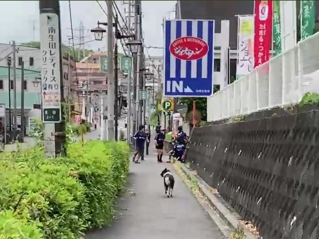 目撃された犬 目撃された犬