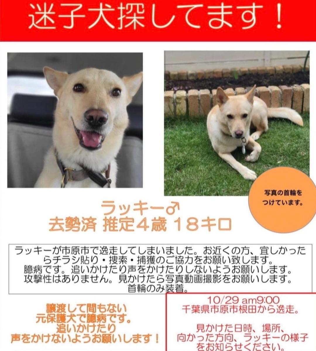 犬を探しています