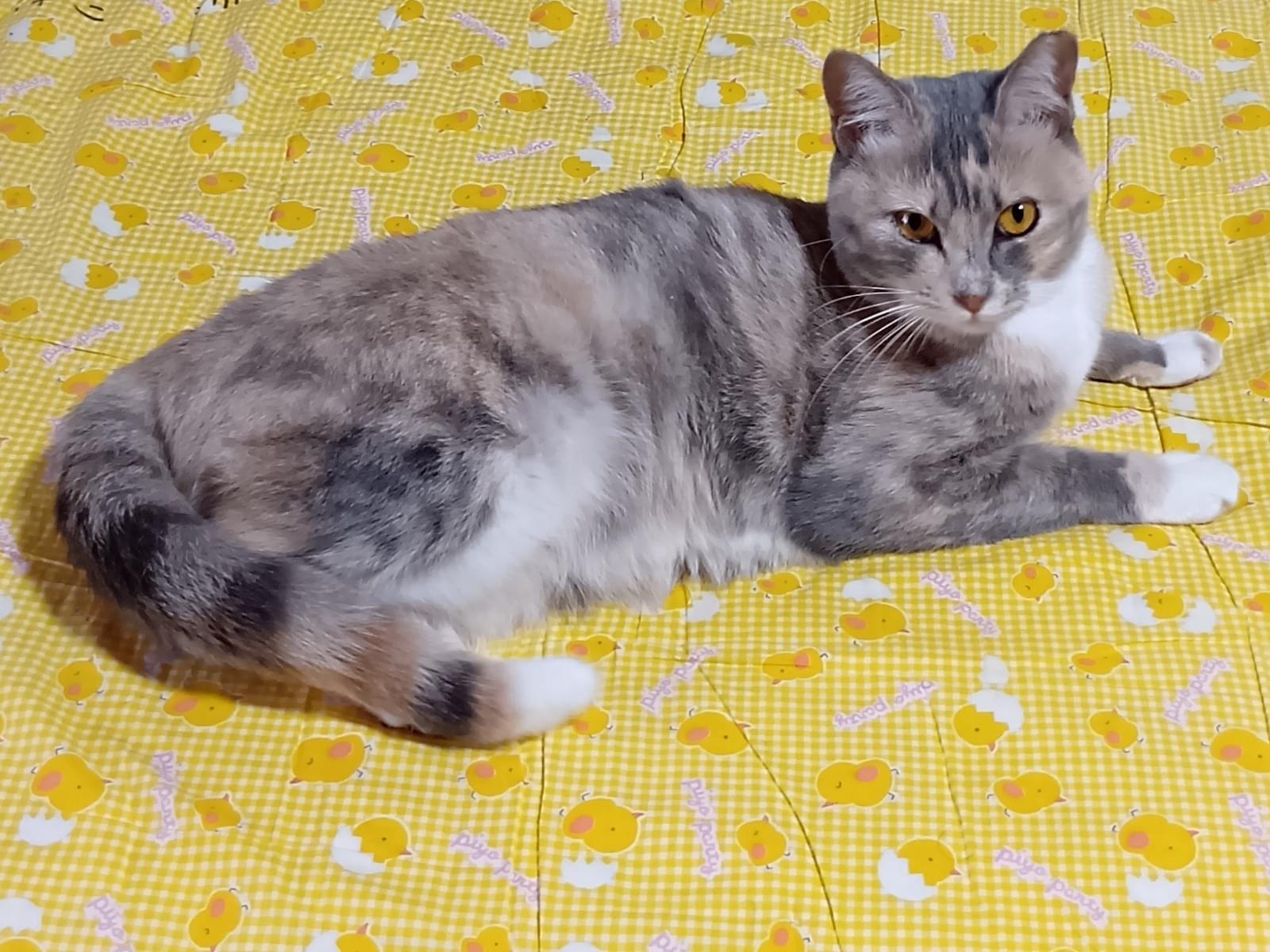 ミントちゃん