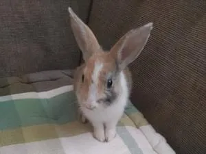 左目、背中、しっぽに黒い模様がある うさぎ探しています