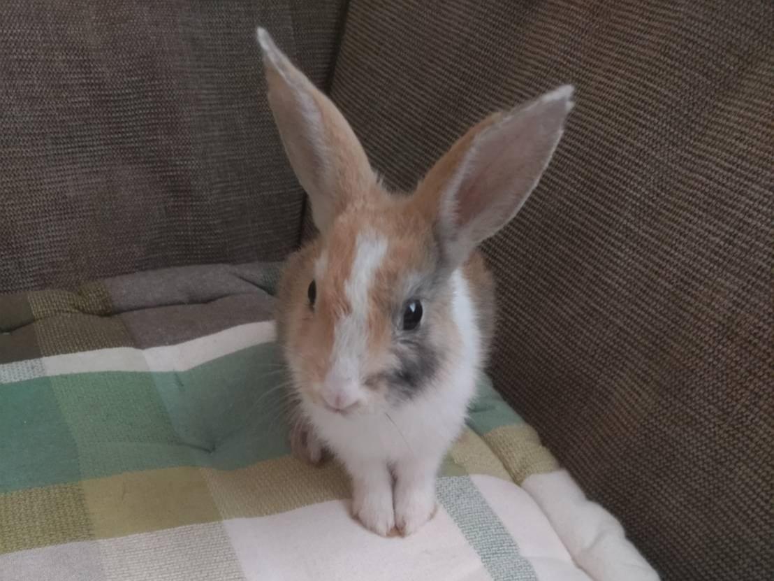 たまちゃん たまちゃん