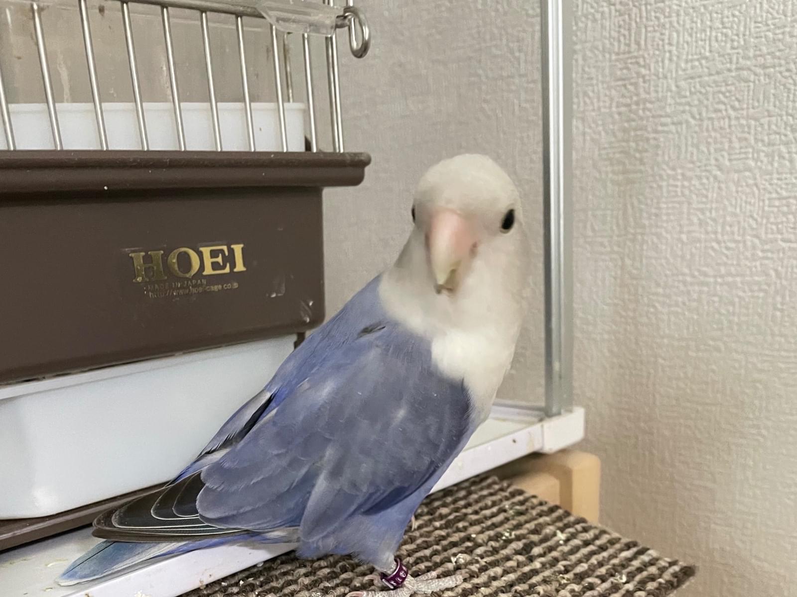 パンちゃん パンちゃん