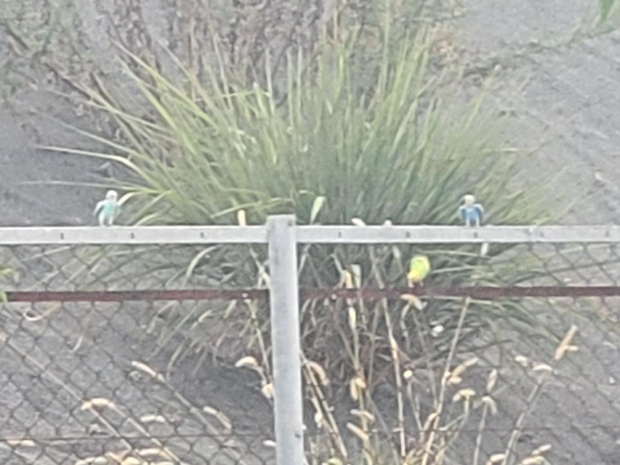 目撃された鳥 目撃された鳥