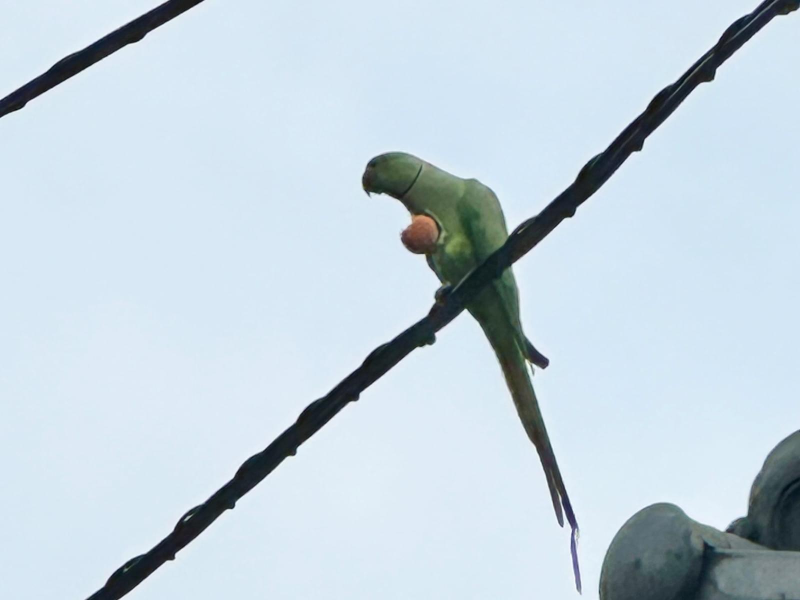 目撃された鳥 目撃された鳥