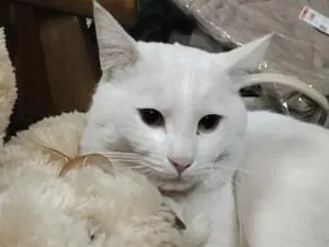 迷い猫 白猫 首輪 黒金色