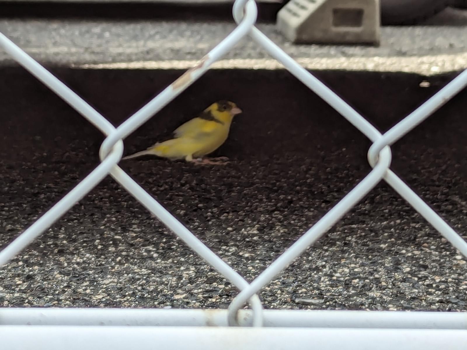 目撃された鳥 目撃された鳥