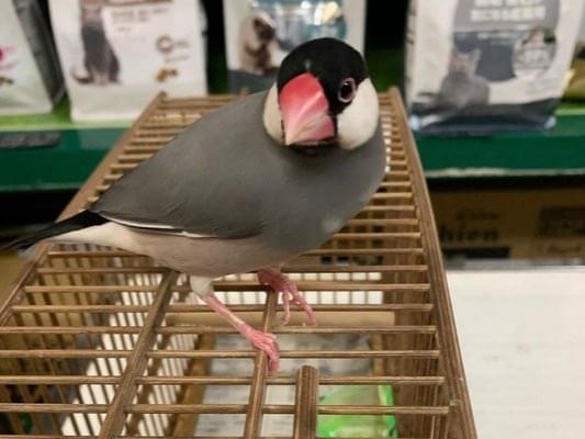 保護された鳥 保護された鳥