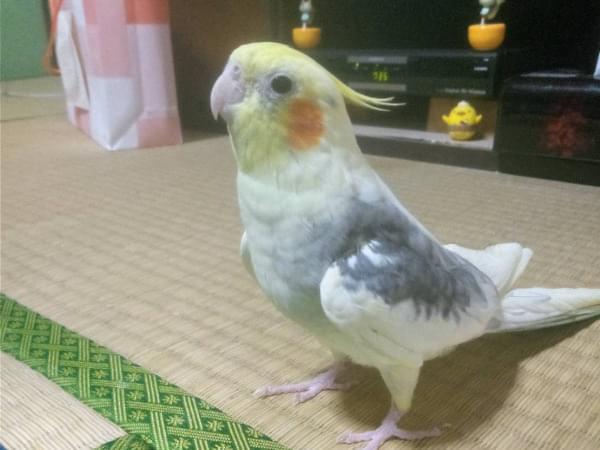 カメちゃん カメちゃん