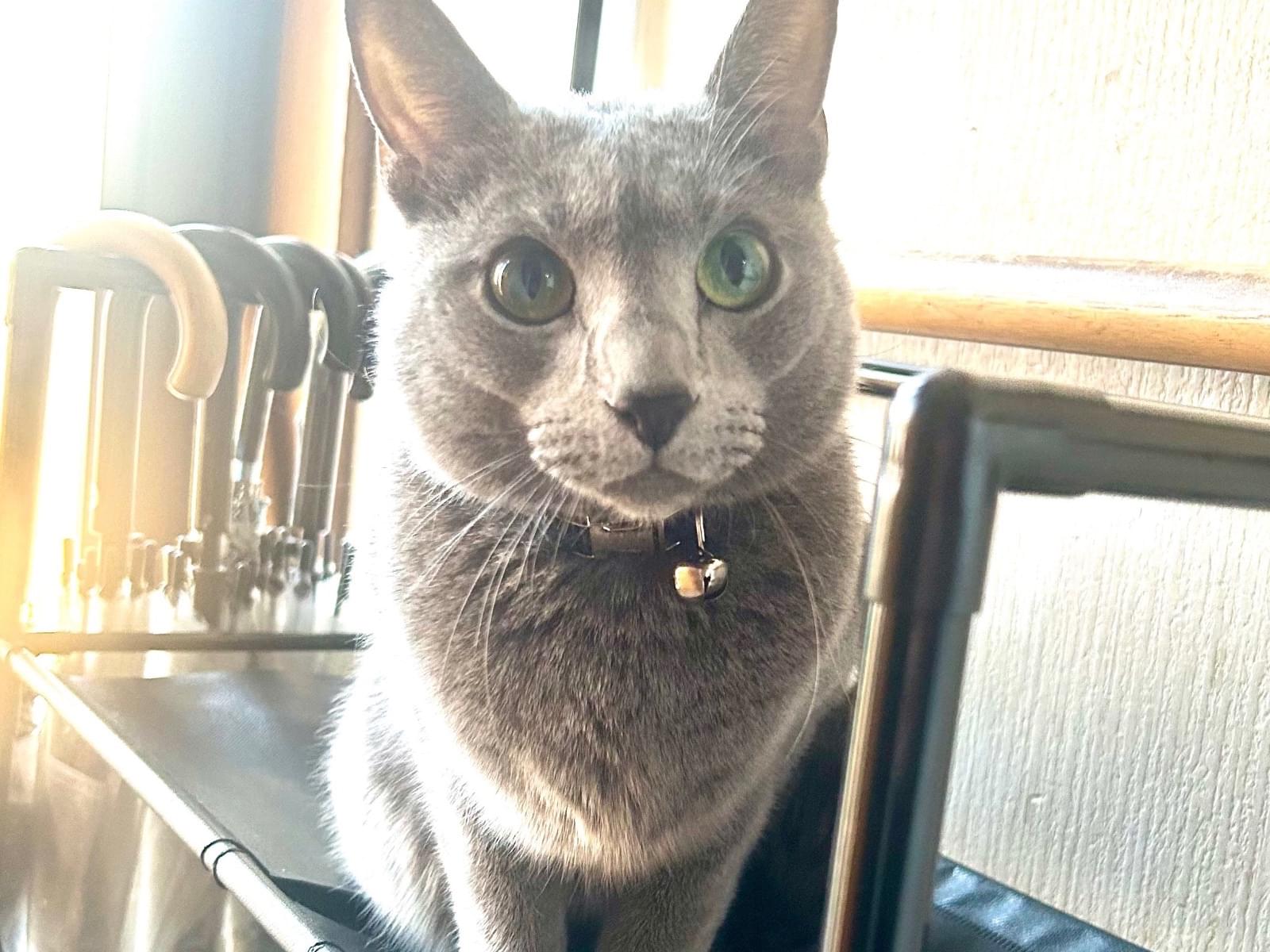 サムちゃん サムちゃん