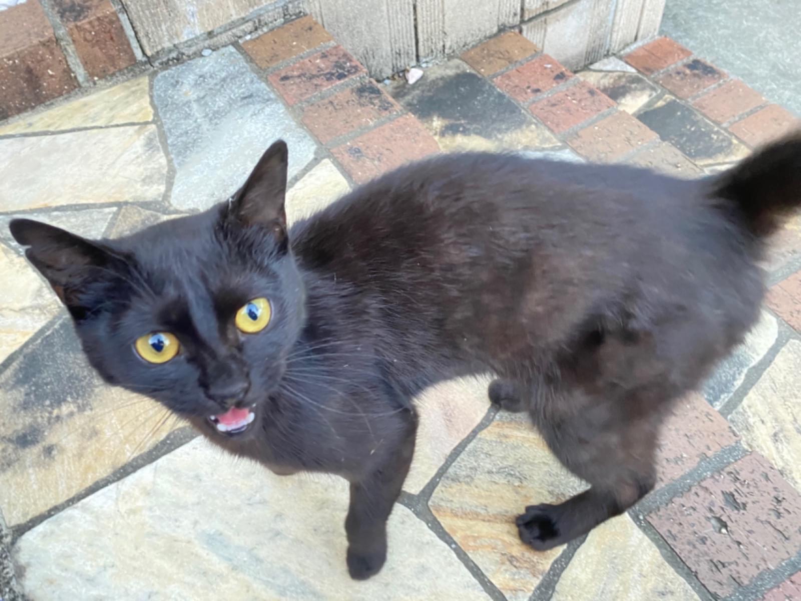 目撃された猫 目撃された猫
