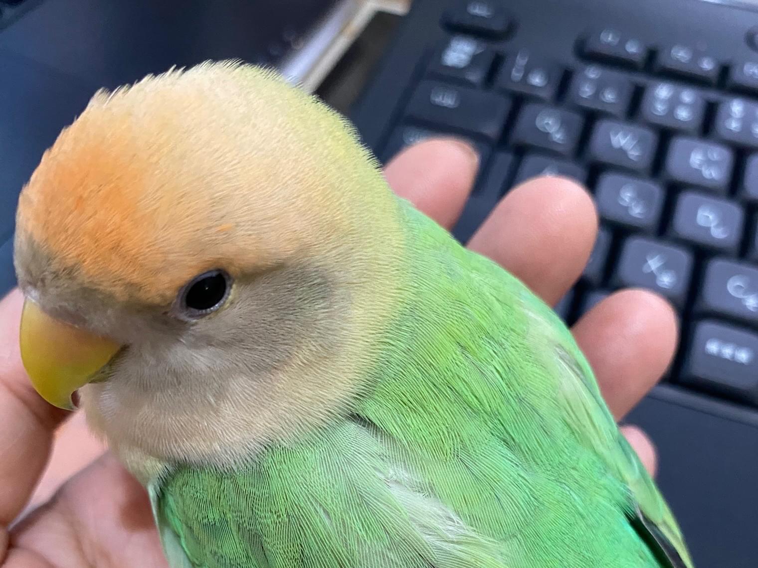 そらちゃん そらちゃん