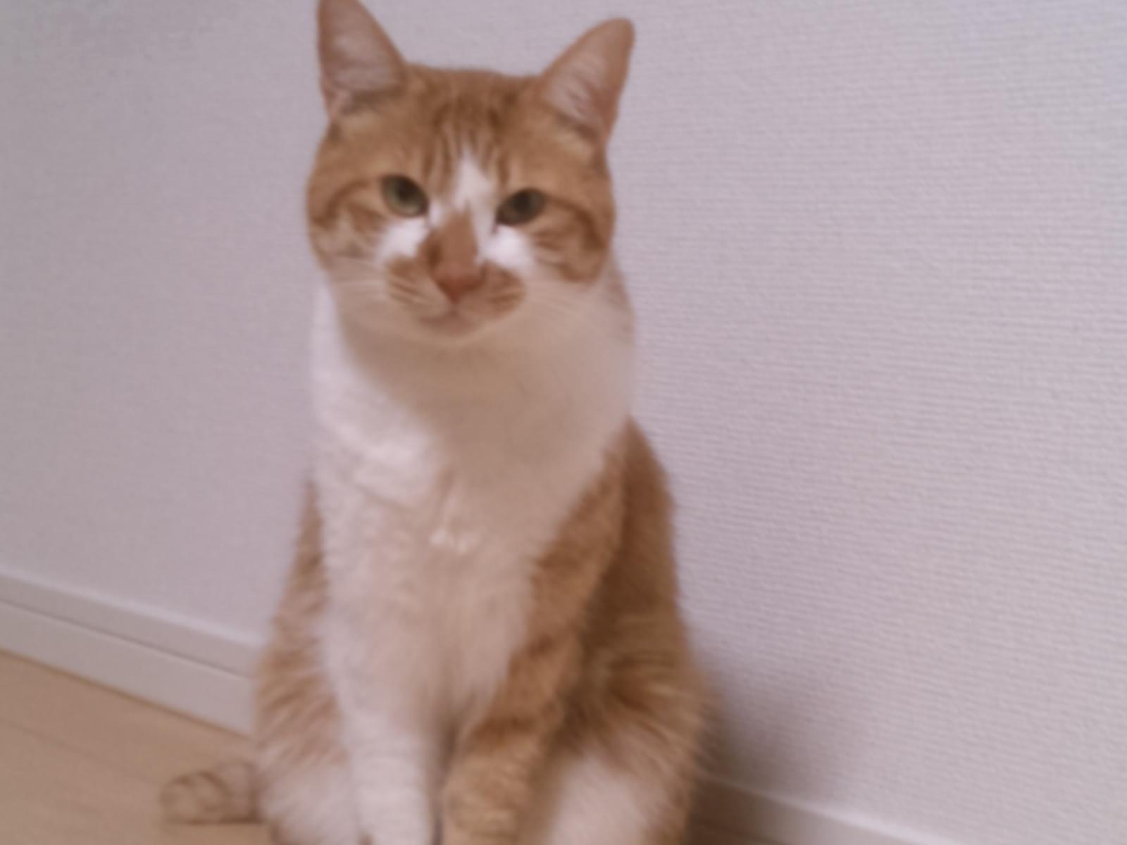 チャビちゃん チャビちゃん