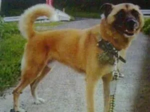 全国の迷子の犬 675件