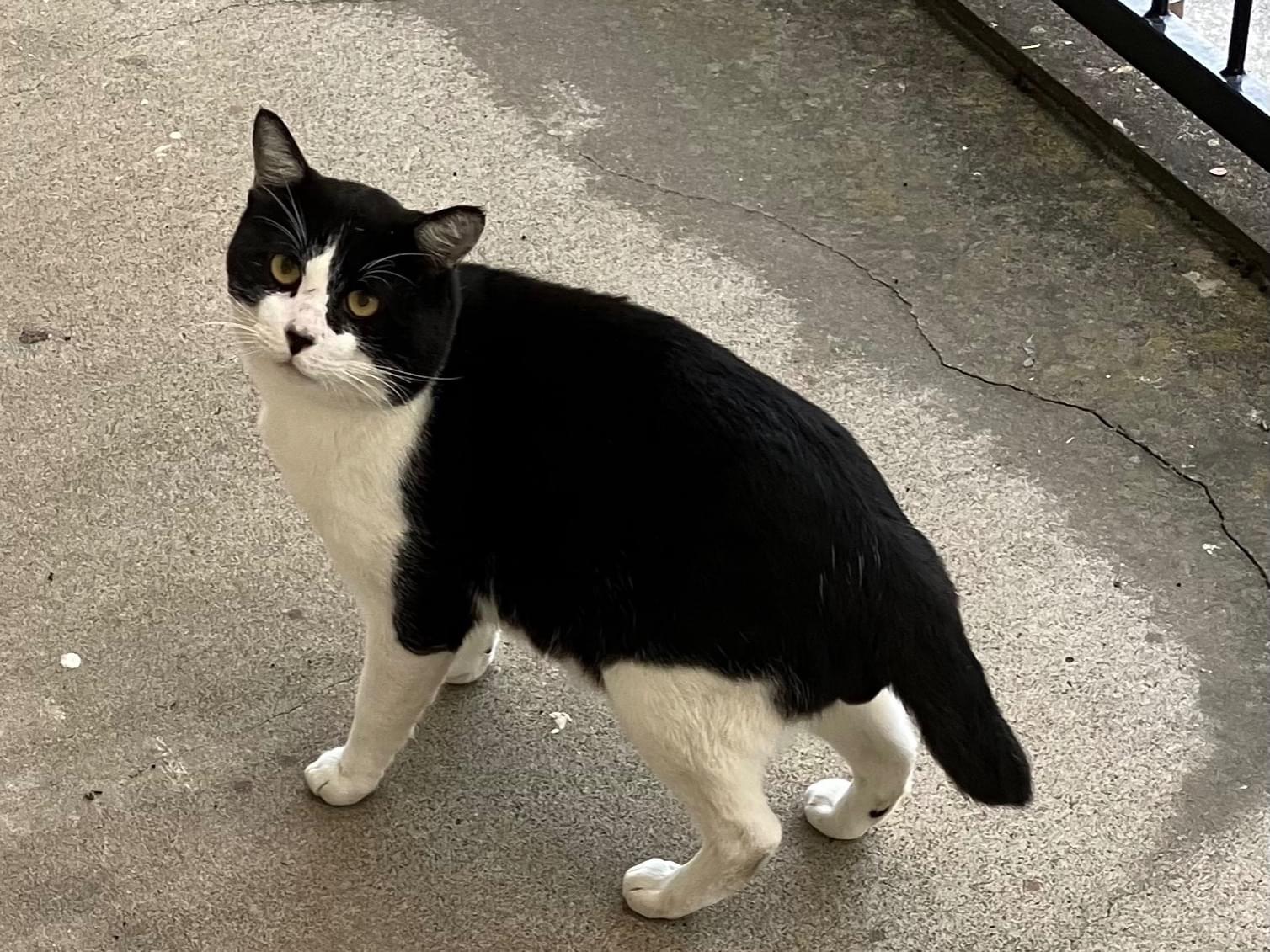 目撃された猫 目撃された猫