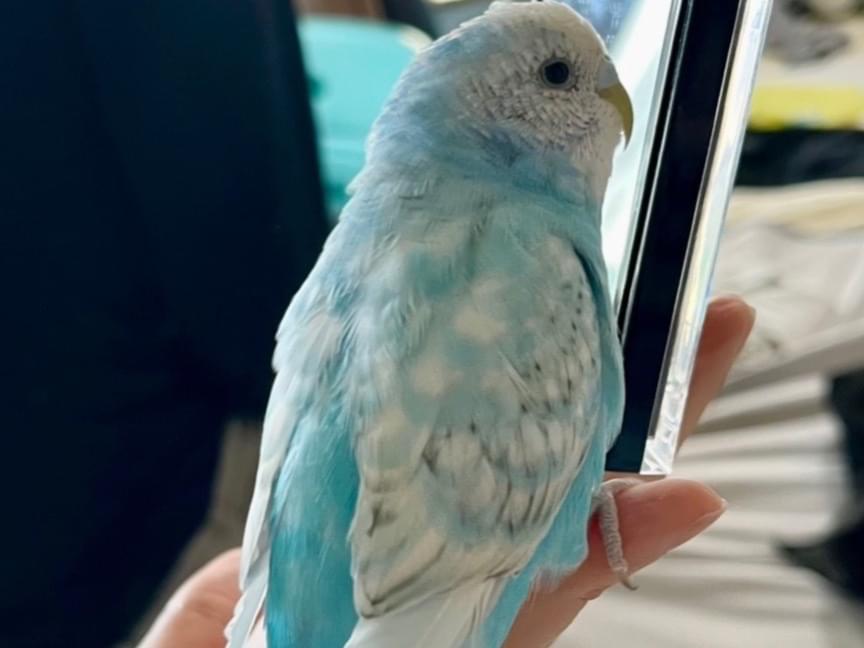ラムネちゃん