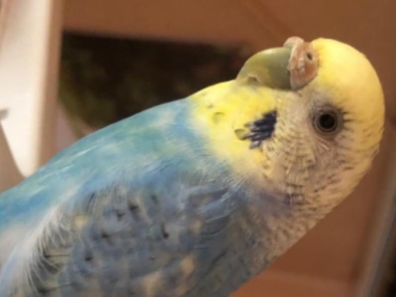 さくらちゃん さくらちゃん