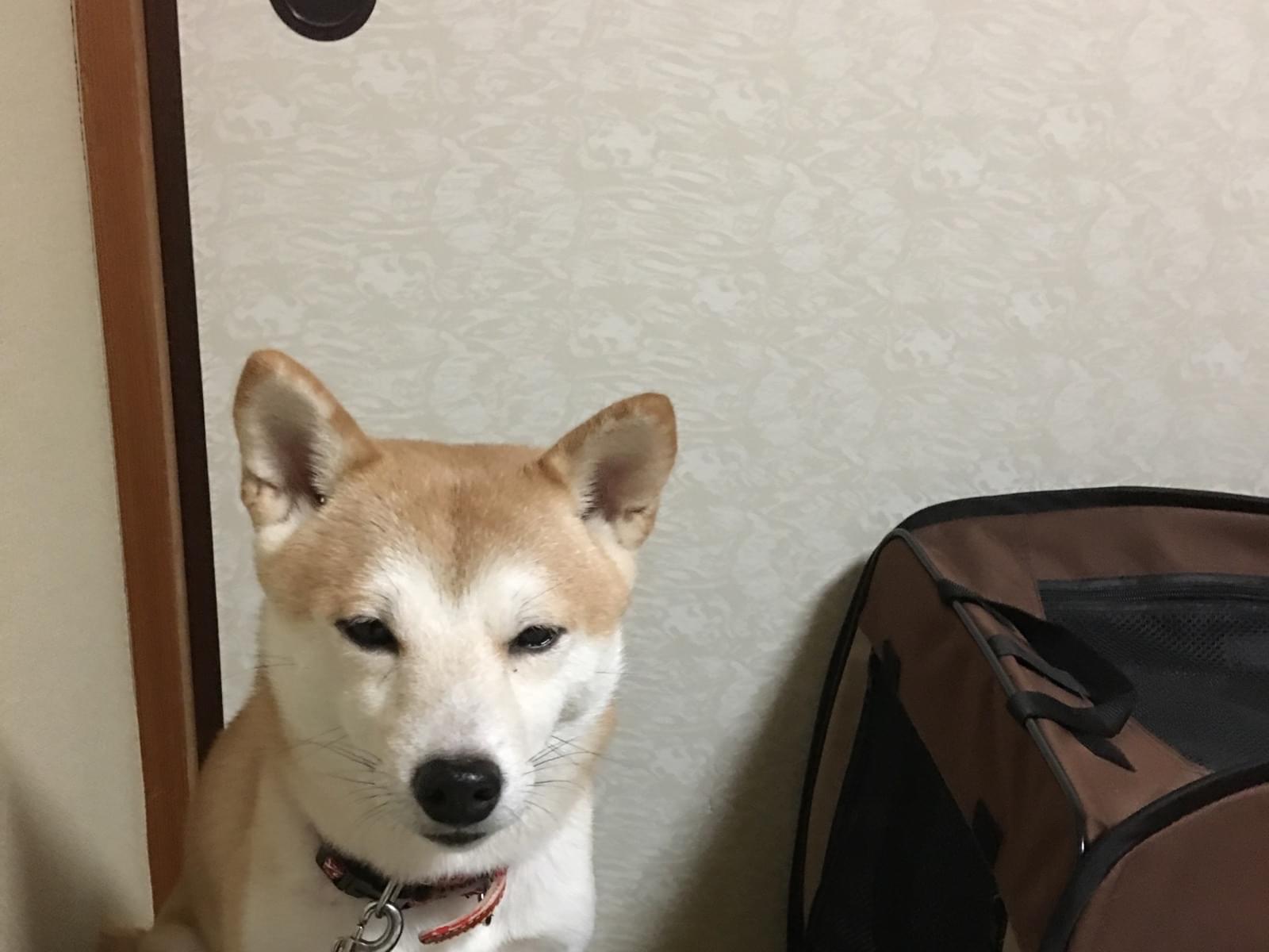 どんぐりちゃん どんぐりちゃん