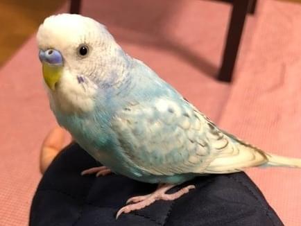 ピピちゃん ピピちゃん