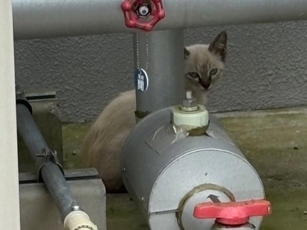 目撃された猫 目撃された猫