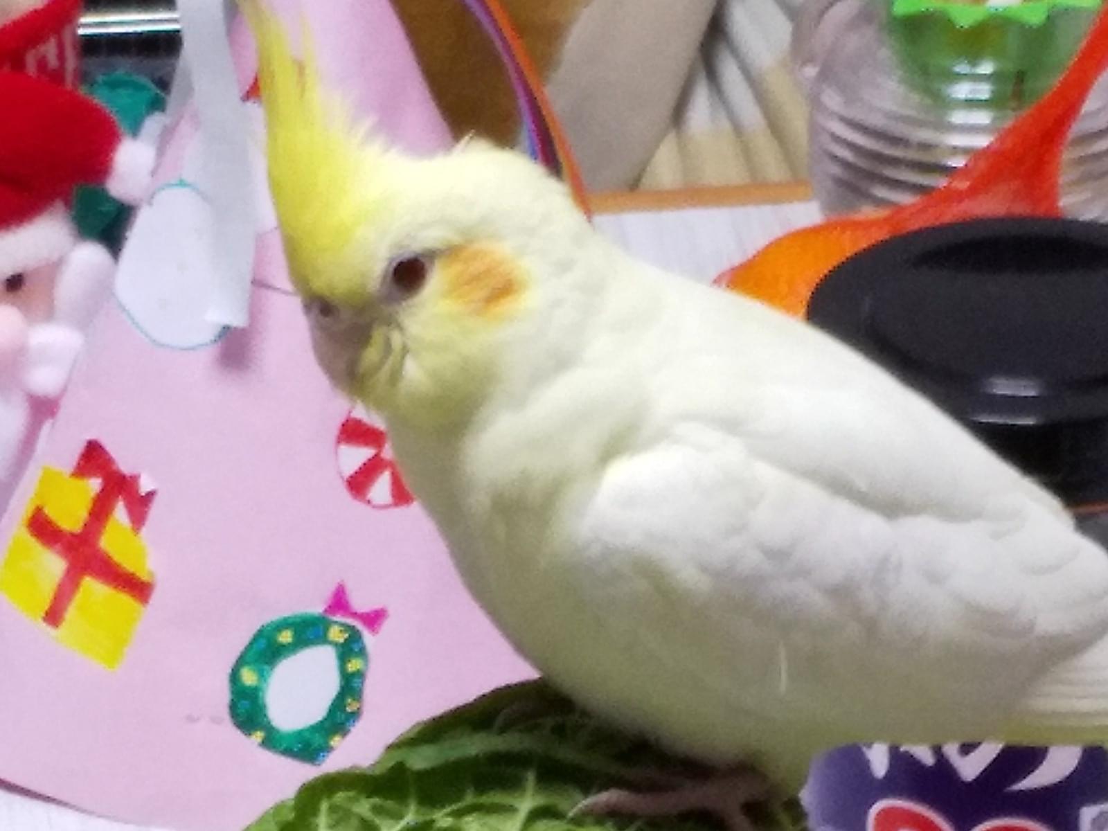 おいもちゃん おいもちゃん