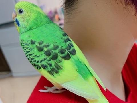 トゥーちゃん トゥーちゃん
