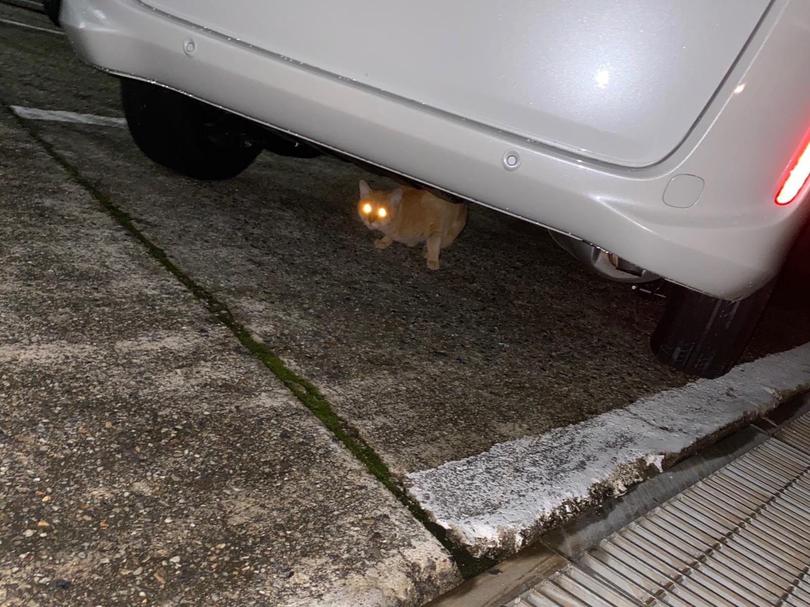 目撃された猫 目撃された猫