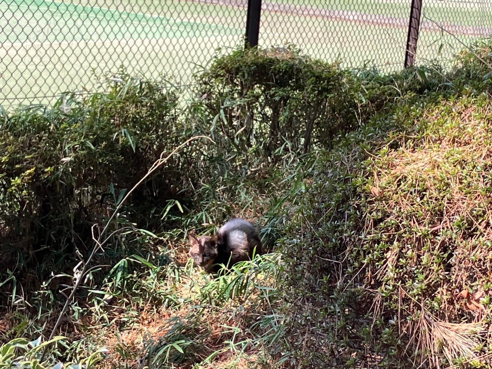 目撃された猫 目撃された猫