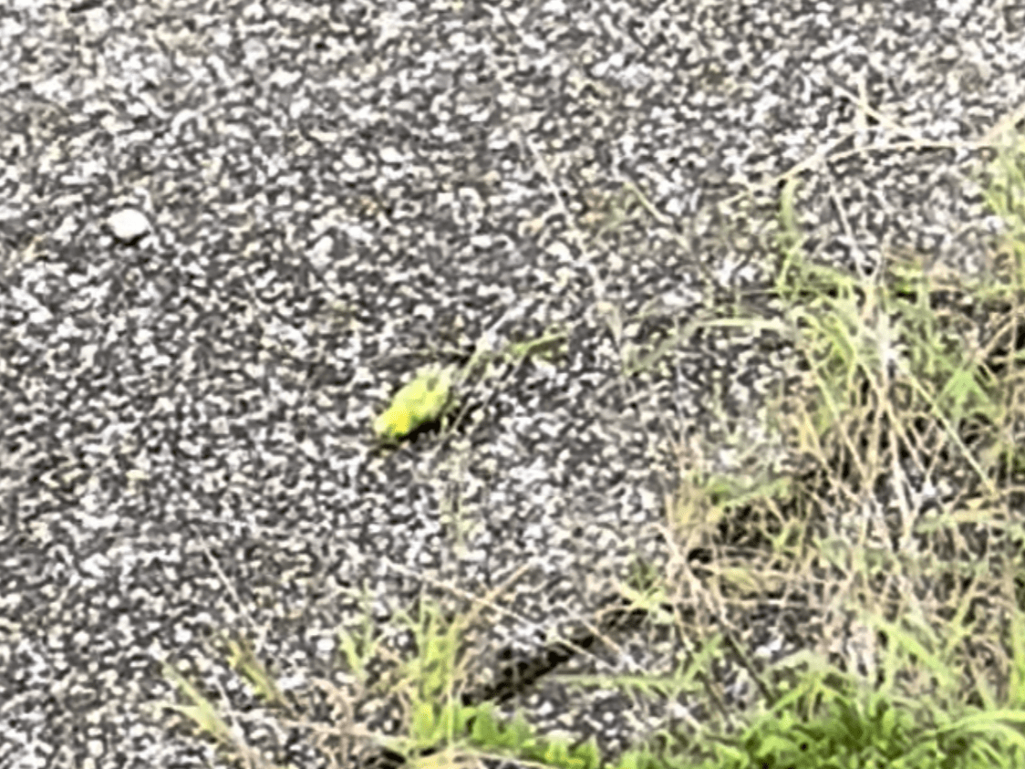 目撃された鳥 目撃された鳥