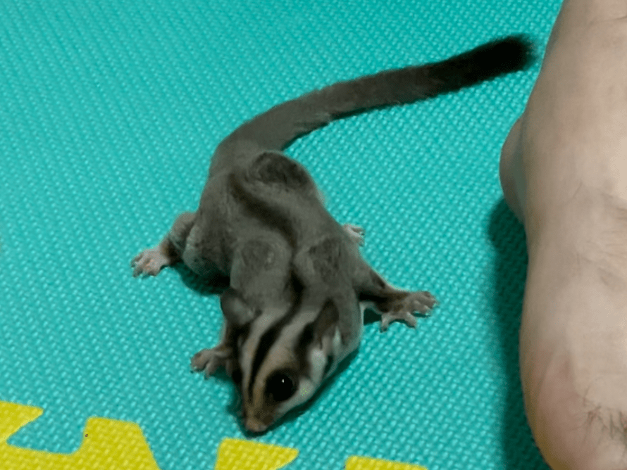ニコちゃん ニコちゃん