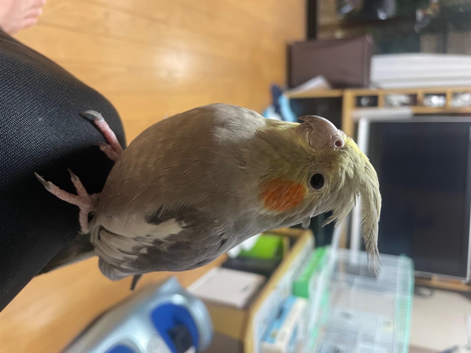 ポーちゃん ポーちゃん