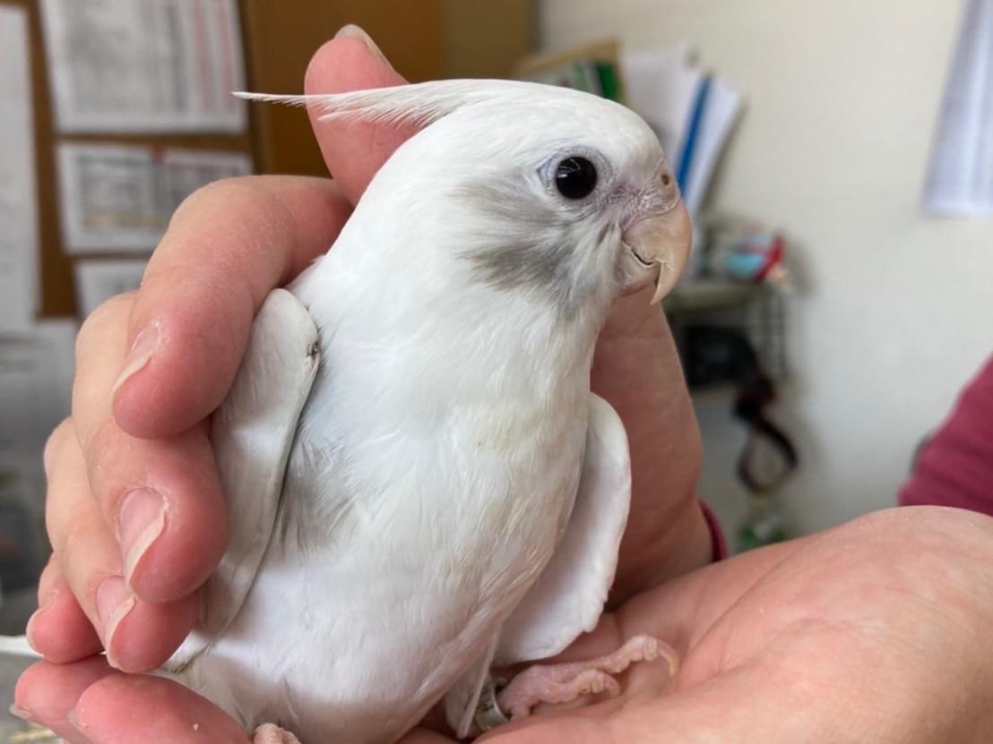 アロちゃん アロちゃん