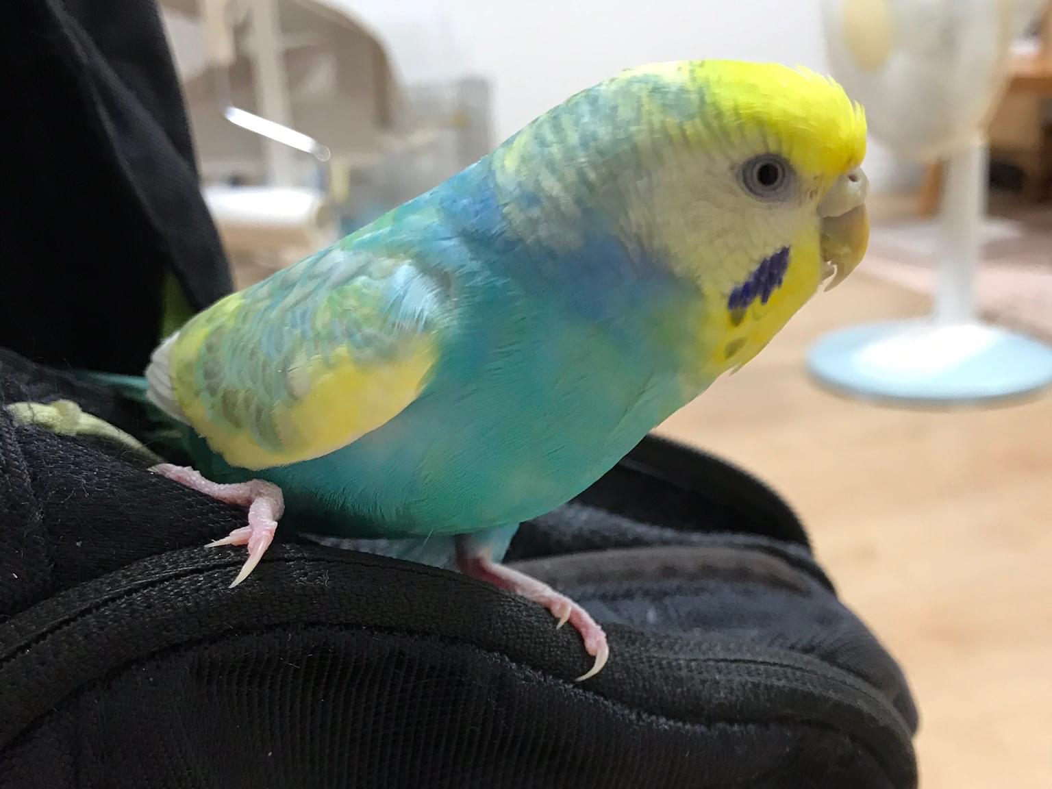 ラピコちゃん ラピコちゃん
