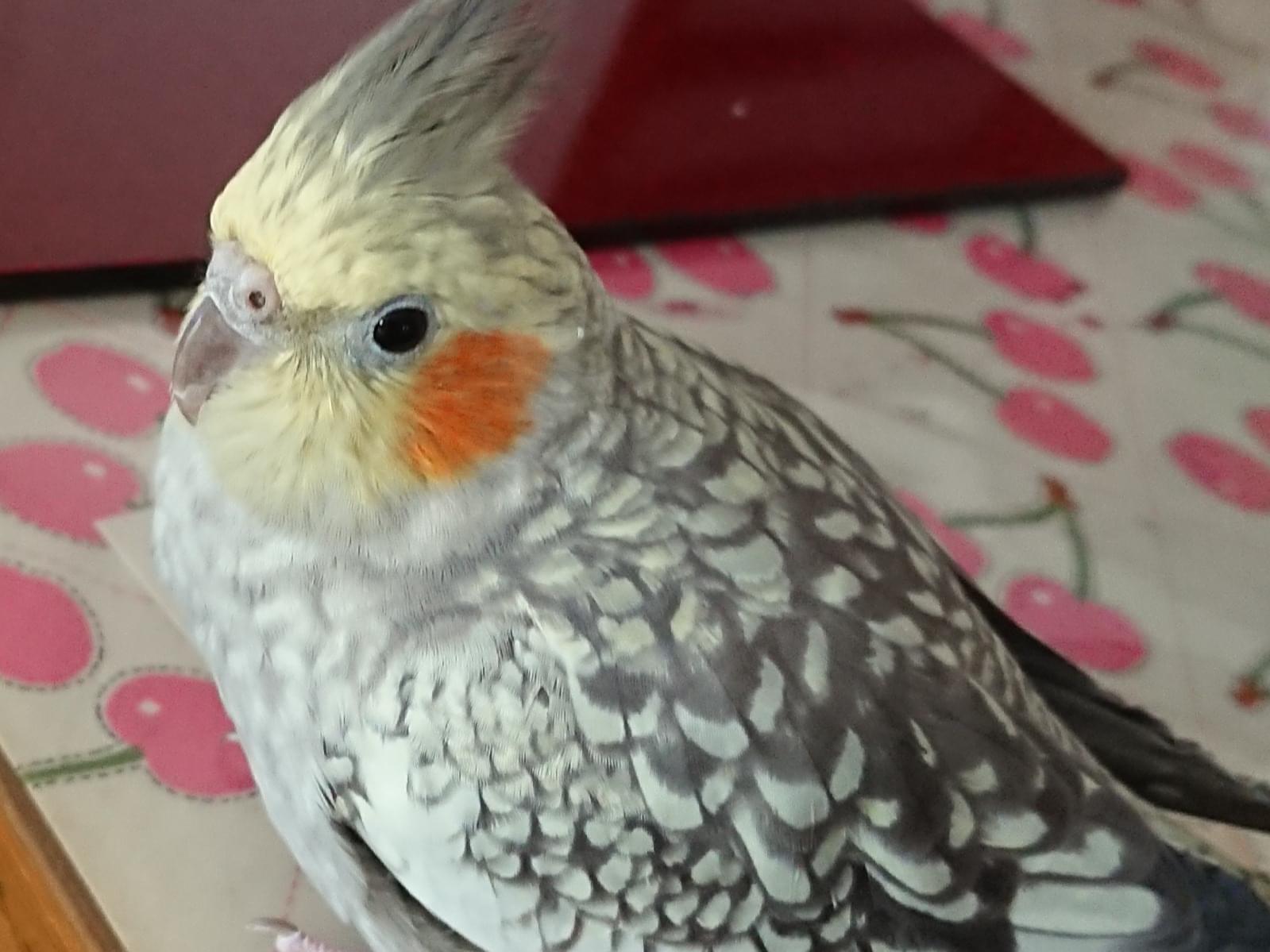 こてつちゃん こてつちゃん