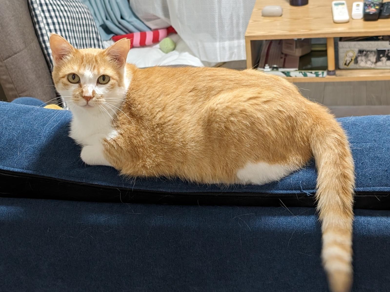 チャモチャちゃん チャモチャちゃん