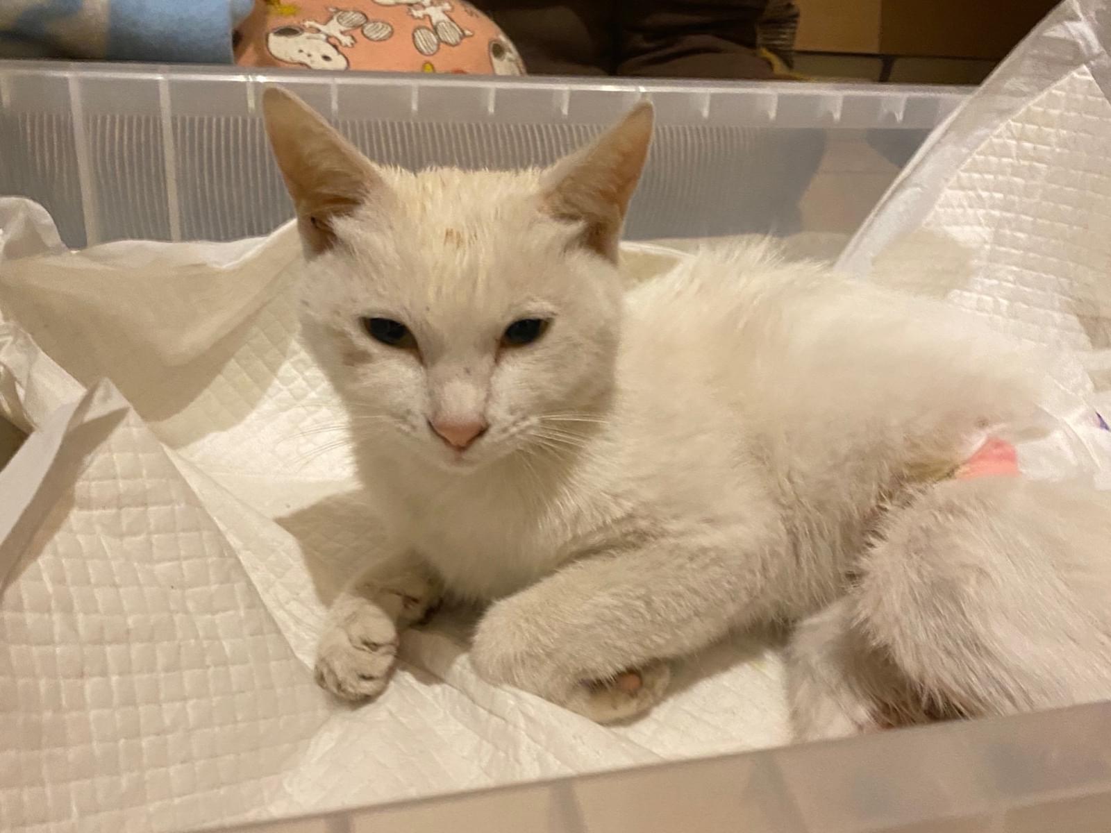 保護された猫 保護された猫