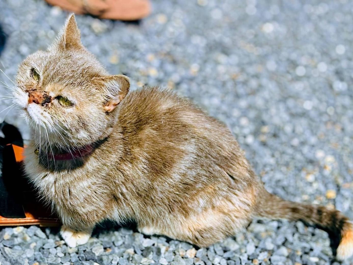 不明ちゃん