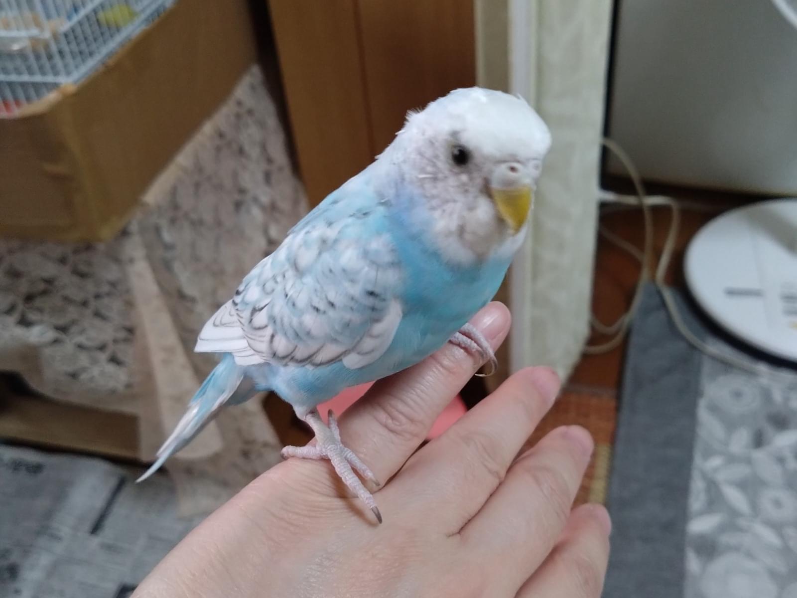 サクラちゃん