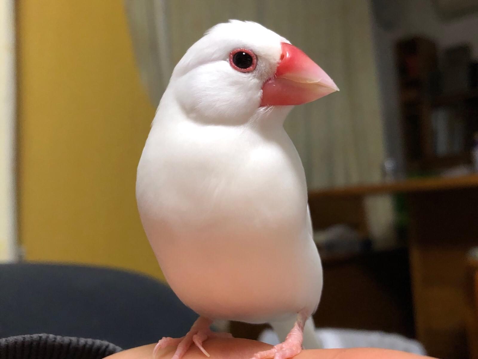 ぴーすけちゃん ぴーすけちゃん