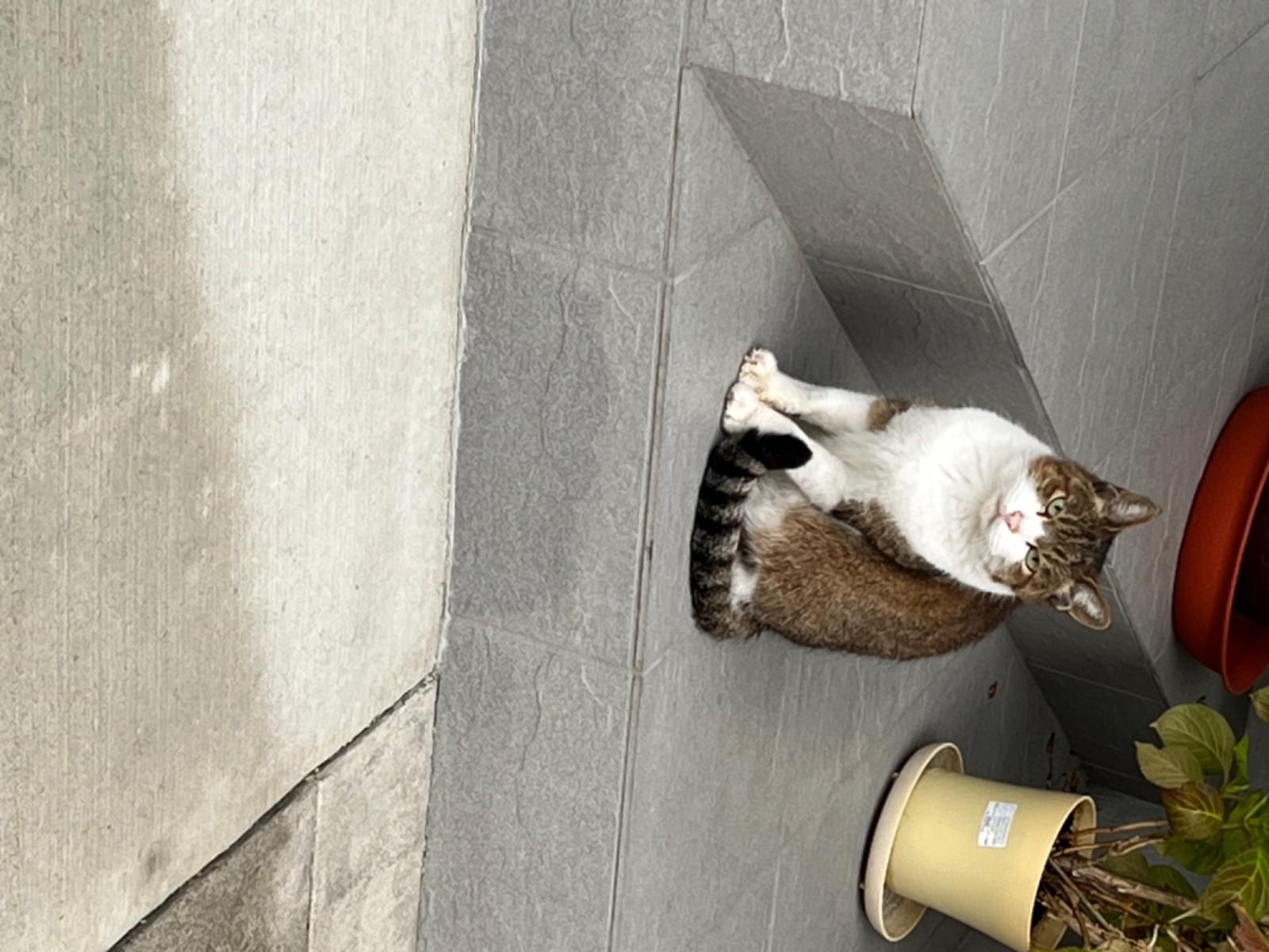 目撃された猫 目撃された猫