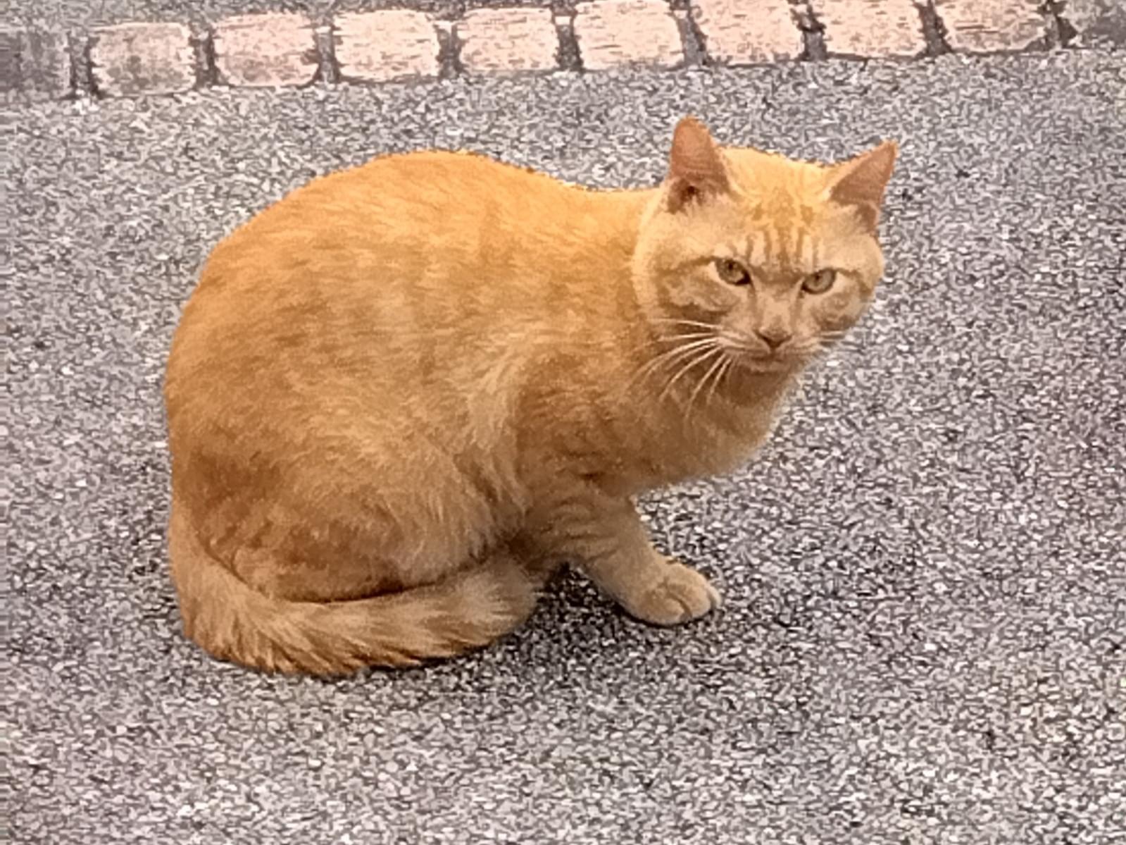 目撃された猫 目撃された猫