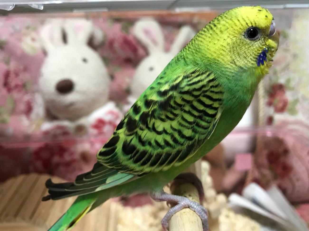 ララちゃん ララちゃん