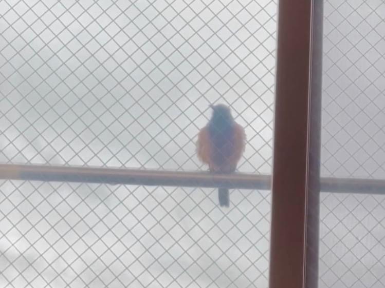目撃された鳥 目撃された鳥