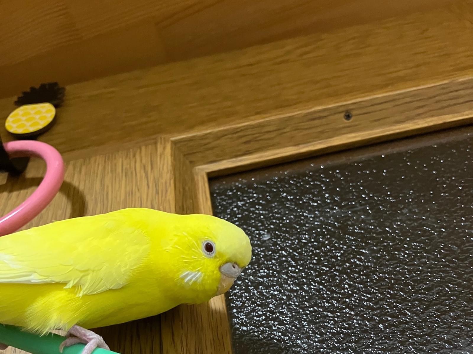 つばさちゃん つばさちゃん