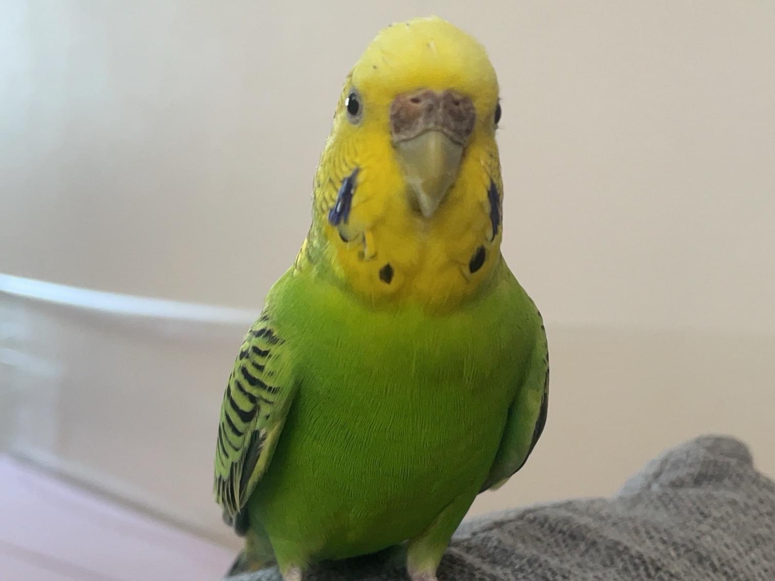 ぴこちゃん