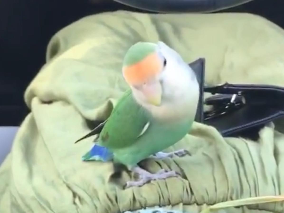 ぴーちゃん ぴーちゃん