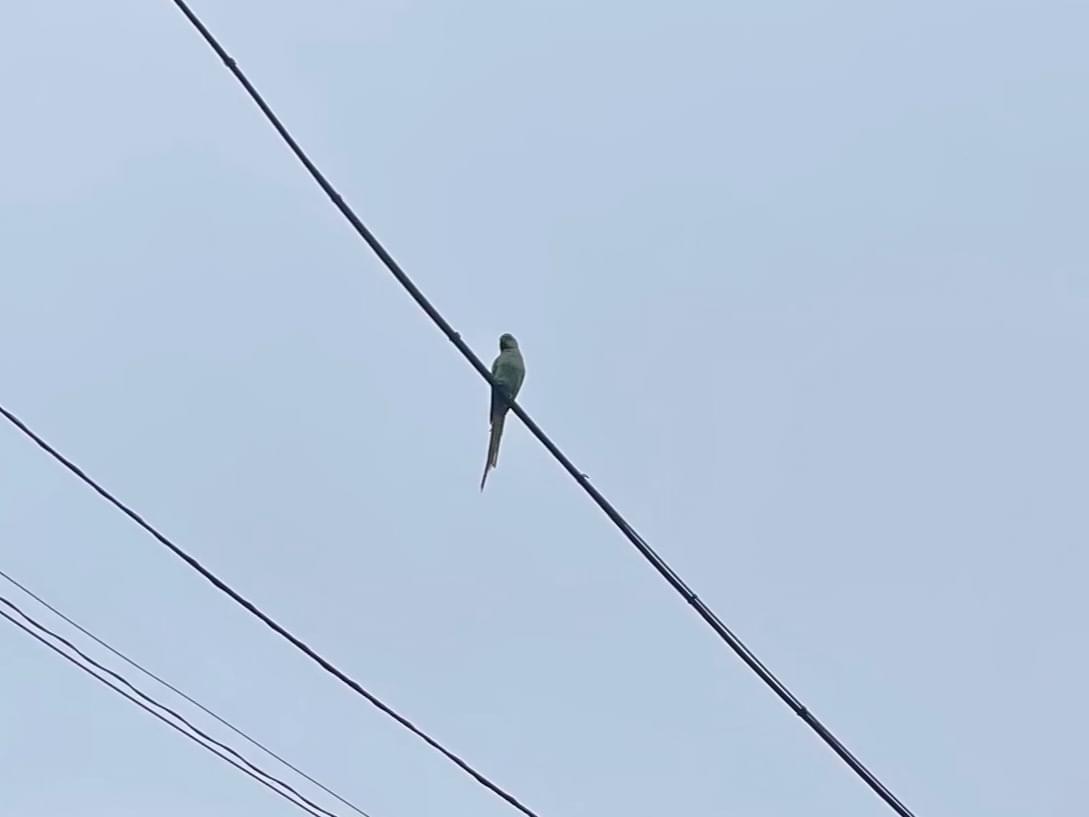目撃された鳥 目撃された鳥