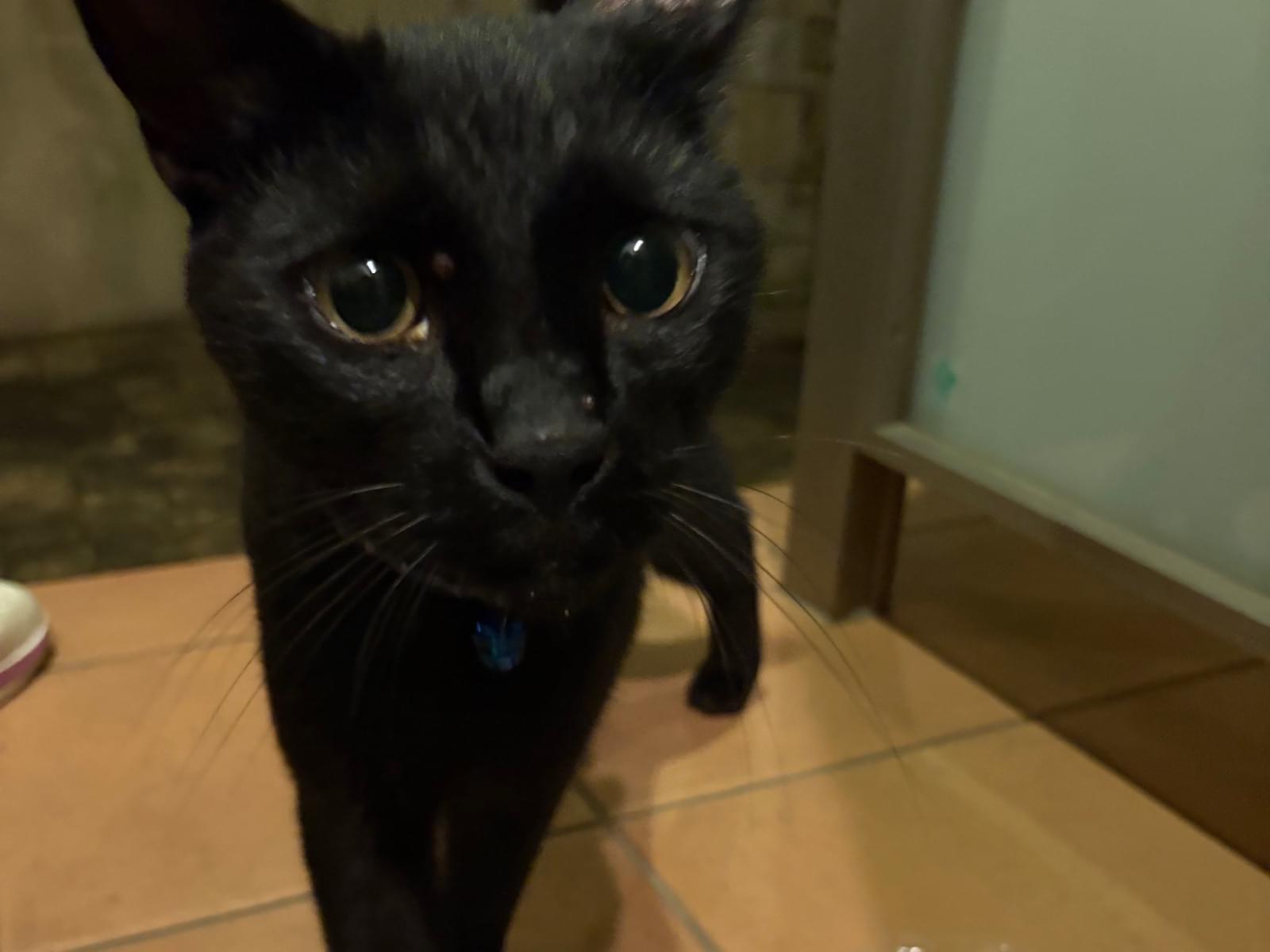 目撃された猫 目撃された猫
