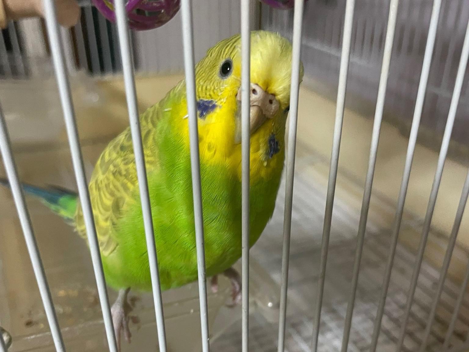ぴーちゃん ぴーちゃん